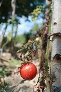 one red tomato on a dry bush