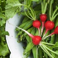 harvested vegetables straight from the garden
