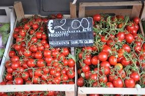 tomatoes on branches with a price tag of 2 euros