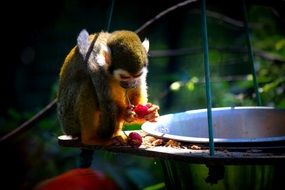 monkey eats at the big cauldron close-up on blurred background