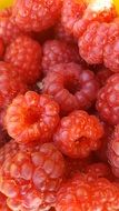 harvest of raspberries