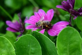 hungry Bee