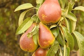 brown pears on a branch in the garden