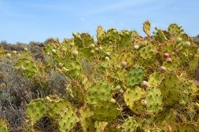 cacti with big needles