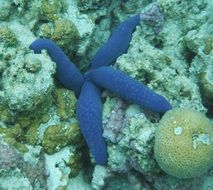 blue starfish in the tropical sea