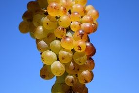 Green ripe sweet healthy grapes on the branch