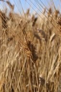 ripe durum wheat ears in field