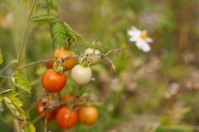 Healthy Vitamins Tomato