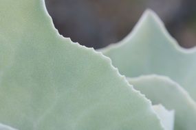 plant with a shadow effect