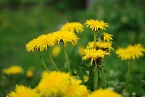 yellow dandelions on green grass in the forest
