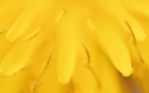 closeup of dandelion petals