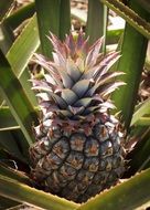 pineapple in the garden under the sun