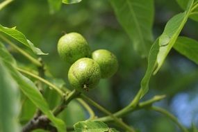 unripe walnuts on branch