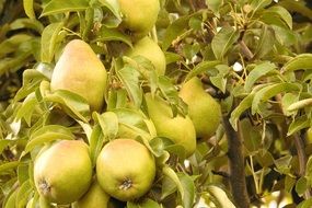 juicy and appetizing colorful pears on the tree