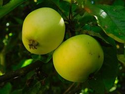 greegreen apples on a branch in the shade close-up