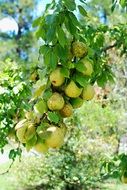 Pears ripening on Tree