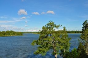 landscape near a lake with green trees