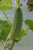 Cucumber Green