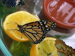 butterflies on citrus close-up