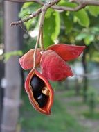 unusual fruit on a branch close-up