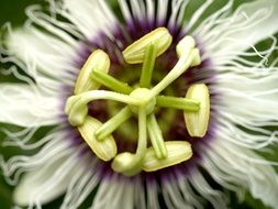 Passion Flower bloom macro photo