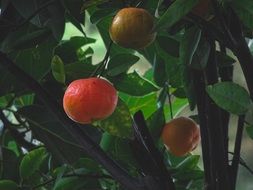 Mandarins, Citrus Fruits on Tree In the dark