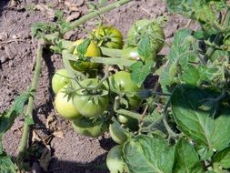 delicious green Tomato