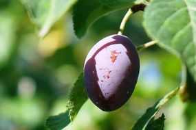 spotted plum on a tree close-up
