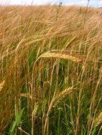 wheat is a grain crop