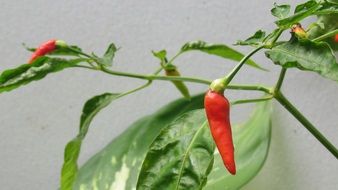 Plant Spicy Organic Chili