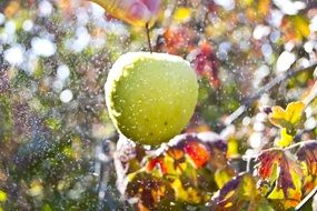 Green apple in the rain close-up on blurred background