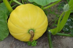 yellow pumpkin in the garden