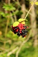 toxic rowanberries in the forest