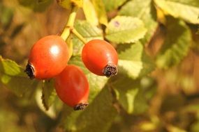 red fruits on the rose hip close-up on blurred background