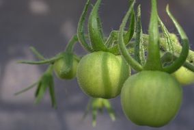 green Tomato Vegetables macro