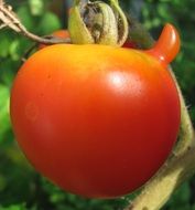 yellow-red tomato on a branch close-up on blurred background