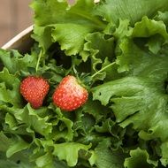 strawberries in the salad leaves