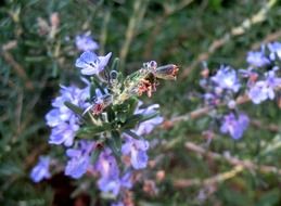 Rosemary Herb