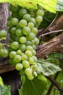 Green Grapes Grapes Vine Wine