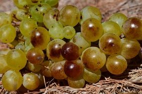 ripe table grapes close-up