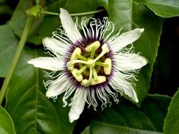 Passion Flower Fruit Tropical species