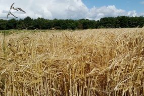 Corn dry Field