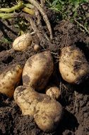 potato tubers in ground