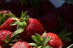 ripe strawberries with green leaves in the bright sun