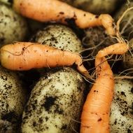 harvest of carrot and potato