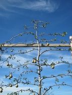 pears on a bare tree