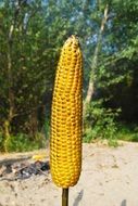 roasted corn against the background of the beach