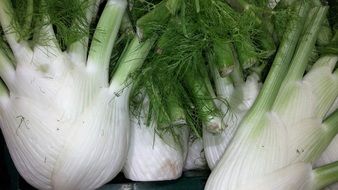 fresh raw Fennel bulbs