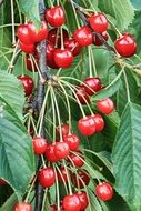 Red Cherries on branches