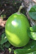 unripe Fruit of Calabash Tree, Crescentia